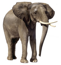 Elefant Elefant